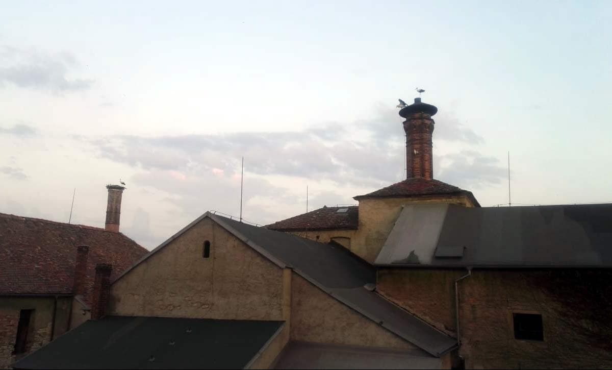 Dva čápi na komíně pivovaru v Libochovicích, další hnízdo na sousedním komíně.