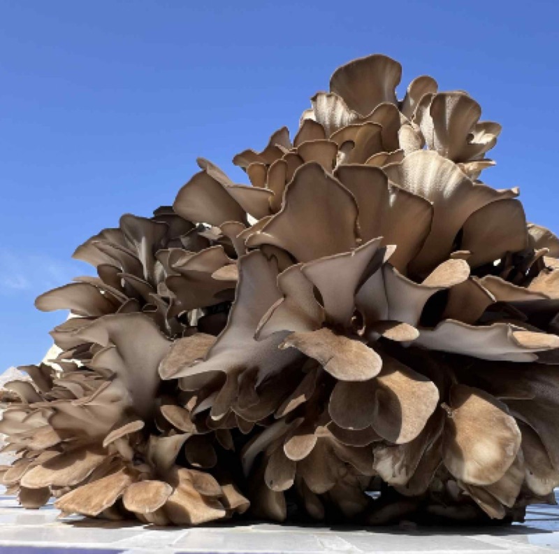 Maitake — trsnatec lupenitý